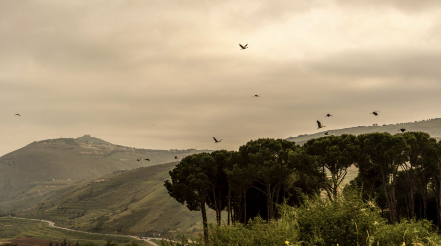 In the foreground are dark green trees and a rolling green hill. The sky is grey. There are birds flying in the background.