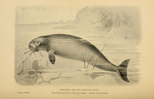 Extinct monsters. London :Chapman & Hall,1896. http://www.biodiversitylibrary.org/item/51560