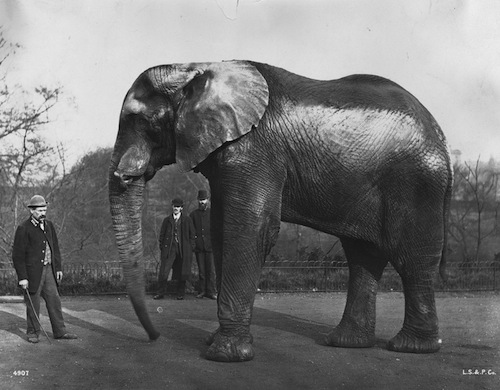 Circa 1890: Jumbo, the famous elephant which belonged to US showman Phineas Taylor Barnum, at London Zoo in Regent's Park. (Photo by London Stereoscopic Company/Getty Images)