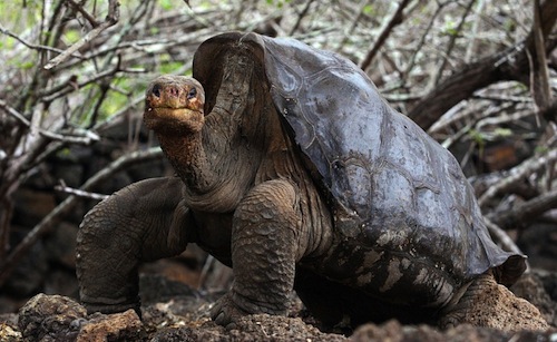 Lonesome George, the last giant tortoise of his species, has died at about 100 years of age. (June, 2006) (RODRIGO BUENDIA / AFP)
